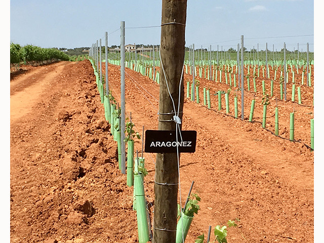 Vinhas na Herdade dos Machados, sub-região de Moura, Alentejo &copy; Herdade dos Machados, ilustração