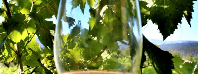 Guia Vinhos de Portugal