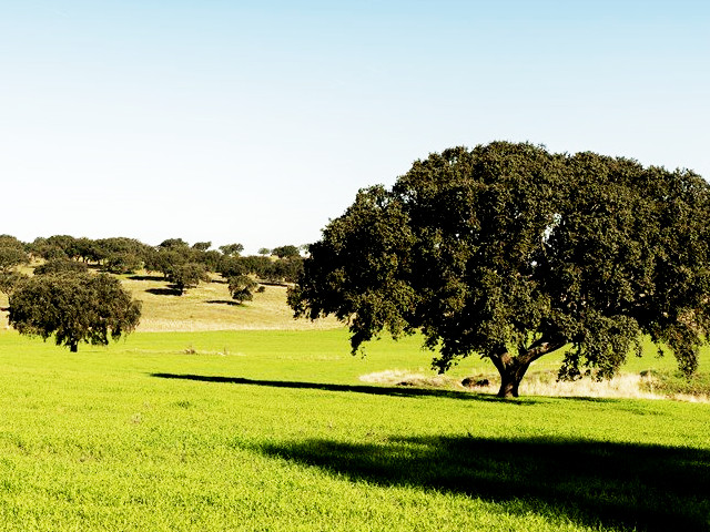 Paisagem típica de um Montado do Alentejo &copy; Alentejo Turismo, ilustração