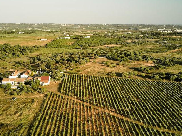 Vinhas no Algarve, Distrito de Faro (Algarve) &copy; / Vinhos do Algarve, Ilustração