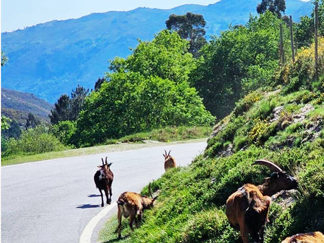 Vista do Parque da Peneda-Gerês em Arcos de Valdevez, distrito de Viana do Castelo, Alto Minho &copy; / Turismo Porto e Norte, ilustração