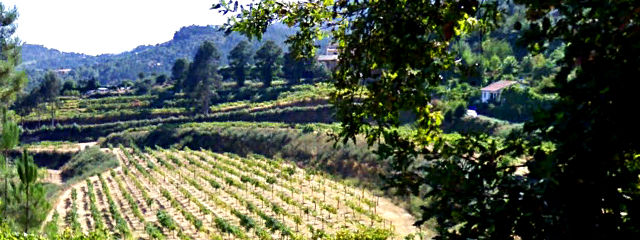 Paisagem e Vinhas em Cabeceiras de Basto, no Ave, Distrito de Braga, Baixo Minho (Região Norte) &copy; Google Earth Pro