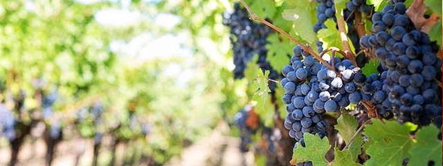 Guia de Moimenta da Beira