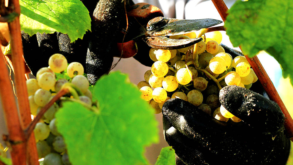 Casta Alvarinho, Vinhas em Monção, distrito de Viana do Castelo, Alto Minho &copy; / CM de Monção, ilustração