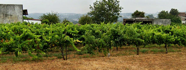 Vinhas em Paços de Ferreira, no Vale Sousa, Distrito do Porto, Douro Litoral (Região Norte) &copy; Google Earth Pro