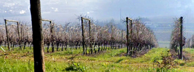 Vinhas em volta da Quinta da Aveleda, Penafiel, no Sousa, Distrito do Porto, Douro Litoral (Região Norte) &copy; Google Earth Pro
