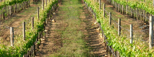 Guia de Portimão, Portugal