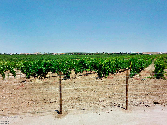 Vinhas em Reguengos de Monsaraz, Alentejo &copy;  / Google Earth Pro