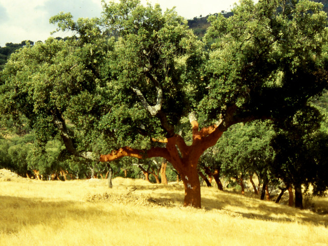 Guia de Portugal
