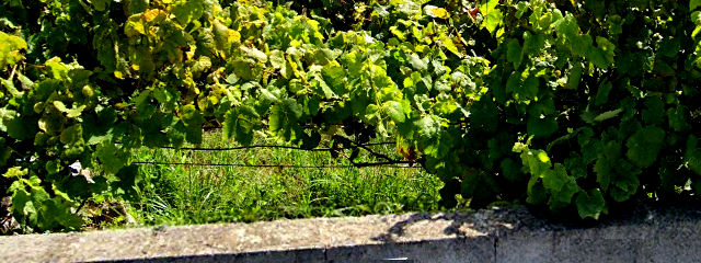 Wijngaarden langs de weg in Trofa, Ave Valley, Porto District, Douro Litoral (regio Noord) &copy; Google Earth Pro