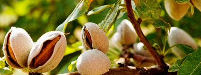 Amendoeiras, Valpaços IGP (Distrito de Vila Real), em Alto Douro Trás-os-Montes &copy; CM de Valpaços, ilustração