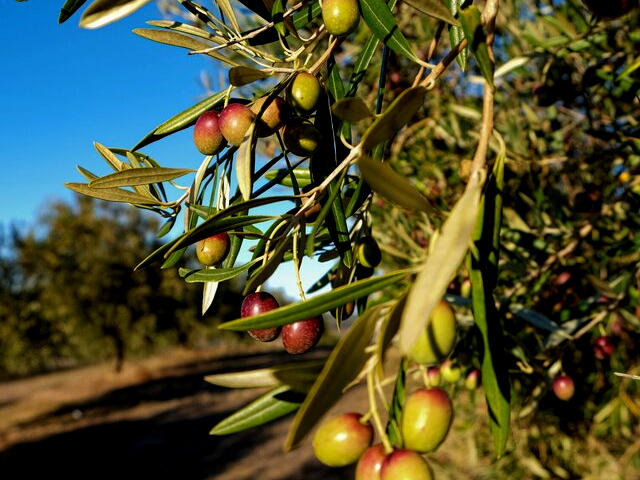 Olivas e azeite de Valpaços (Distrito de Vila Real), em Alto Douro Trás-os-Montes &copy; CM de Valpacos, ilustração