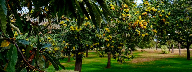 Castanheiras, Valpaços IGP (Distrito de Vila Real), em Alto Douro Trás-os-Montes &copy; CM de Valpaços, ilustração