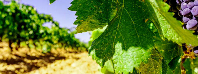 Vinhos de Valpaços (Distrito de Vila Real), em Alto Douro Trás-os-Montes &copy; CM de Valpaços, ilustração
