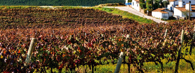 Guia Vinhos de Portugal