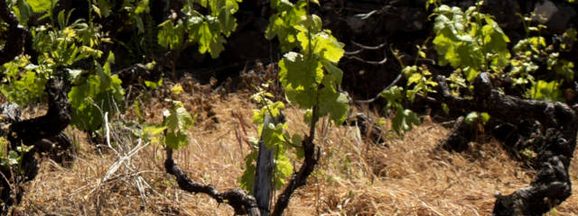 Guia Vinhos de Portugal