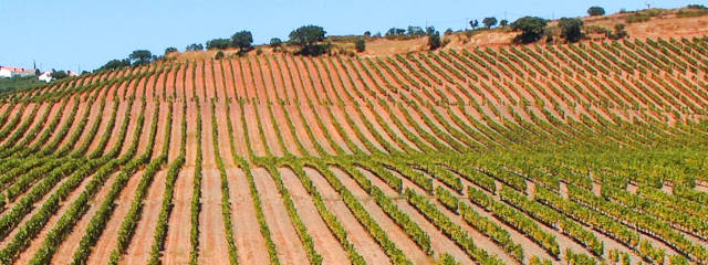 Guia Vinhos de Portugal